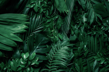 Naklejka na ściany i meble fern leaves in the forest