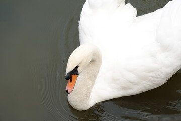 a white swan in a pond