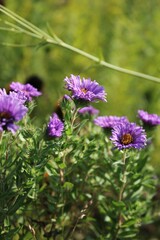 Purple wildflowers on a meadow