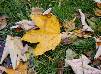 multicolor leaves of trees at autumn close up