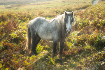 Wild horse in the field