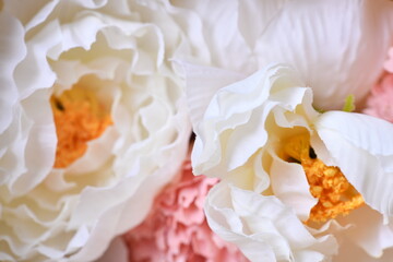 white beautiful floral background flower nature color petal plant fresh blossom beauty 