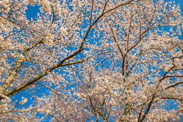 福島県　三春町の桜風景