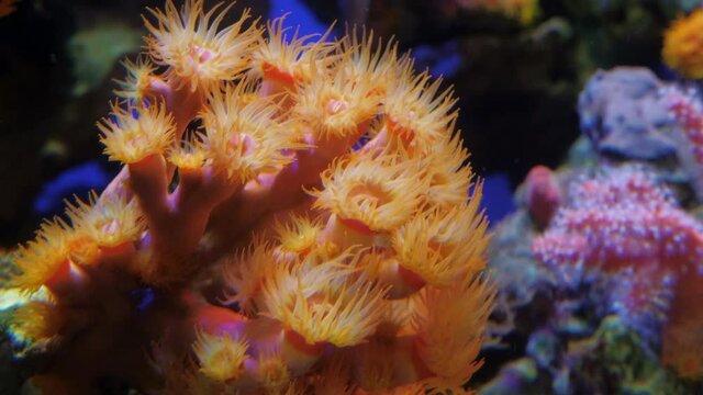 Tubastrea faulkneri in bloom. Orange Cup, Polyp, Rose Sun Flower or Tube Coral. Ocean or sea world. Underwater bright inhabitant wiggling, moving tentacles in water. Marine wildlife