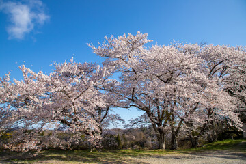 福島県　満開の三春滝桜