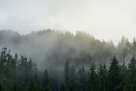 Sunlight breaking through dense fog in an Alpine forest after rain © Artem