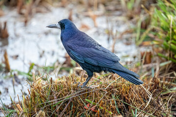 Close up side view of Crow perched on cut straw
