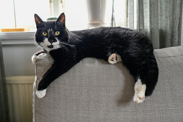 black and white cat lying on backrest of sofa