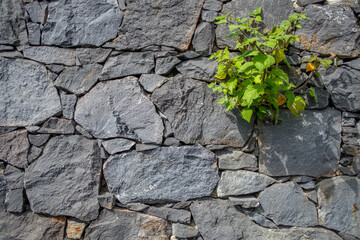 Steinwand mit Pflanze