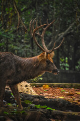 A white- tailed deer front look in nanadankanan zoological park