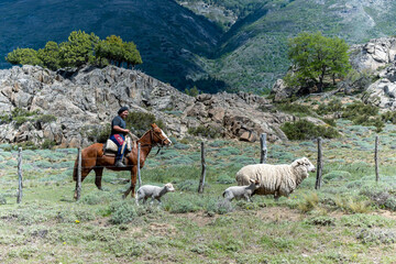  Argentine gaucho herding sheep in Patagonia Argentina.