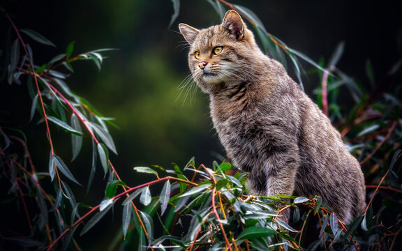 
Europäische Wildkatze  -  Felis silvestris
am Baum
