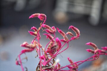 red and white flower
