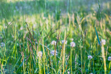 Meadow with white clover flowers with green grass