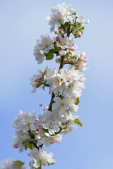 Flowering apple tree branch on sky background. Place for text.