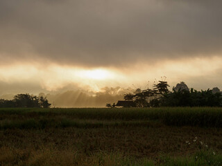 beautiful sunrise on unfinished rice fields