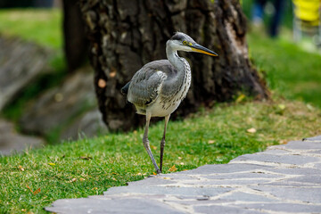 A grey heron ardea cinerea 