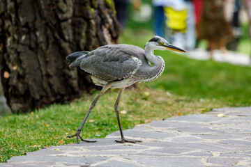A grey heron ardea cinerea 