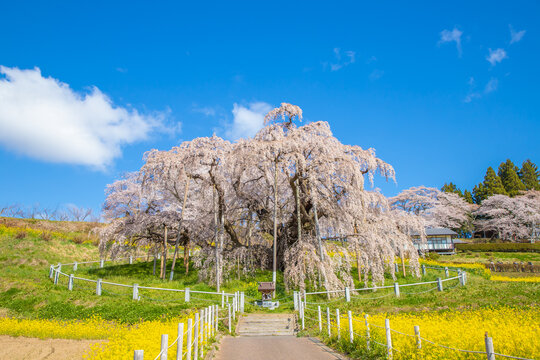 三春滝桜 Images – Browse 289 Stock Photos, Vectors, and