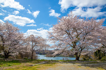 福島県　三春町の桜風景