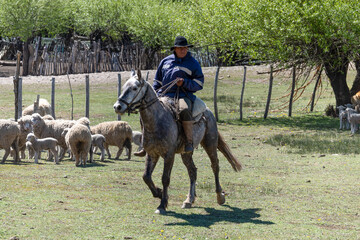 Neuquen, Argentina, November 21, 2021; Argentine gaucho herding sheep in Patagonia Argentina.