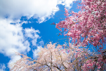 福島県　三春町の桜風景