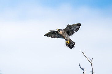 Peregrine Falcon Takeoff