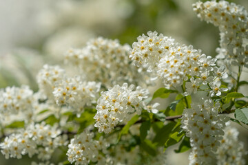 Flowering bird cherry.  Hackberry, hagberry, or Mayday tree.  Place for text.  Selective focus