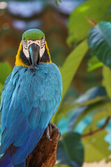 Close up head the Blue and yellow macaw parrot bird in garden