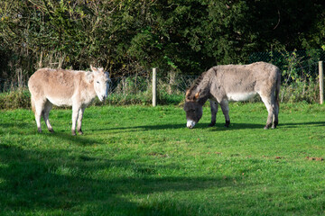 donkey and calf