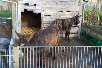 horse in the zoo