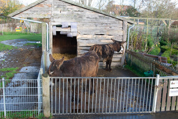 horse in a cage