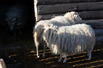 sheep and lamb