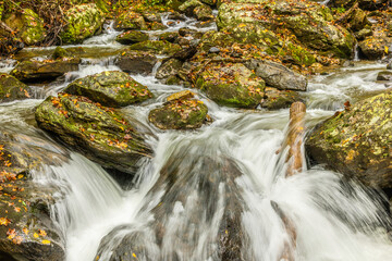 Autumn leaves in a river bed