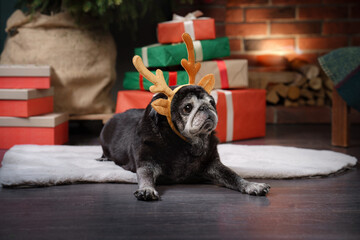 dog in christmas horns. New Year's mood with pet. black pug in holiday interior at home