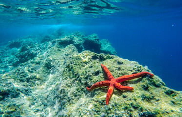 Red starfish on the bottom of the Mediterranean sea.