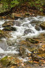 Fototapeta na wymiar River rapids in a forest