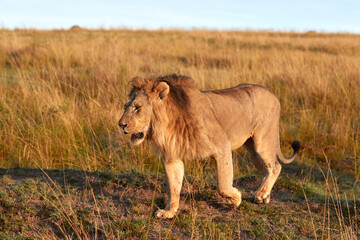 Big lion in the Maasai Mara during sunrise