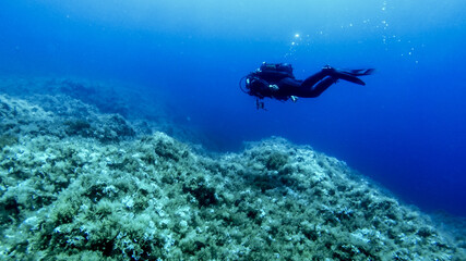 Scuba divers at sea