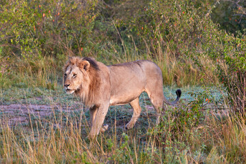 Big lion in the Maasai Mara during sunrise