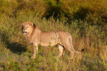Big lion in the Maasai Mara during sunrise