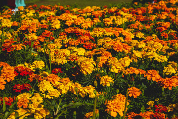 Flores - Gramado - RS - Brasil