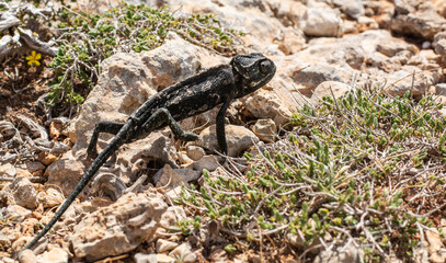 Wild chameleon. Malta.