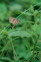 butterfly on a green leaf