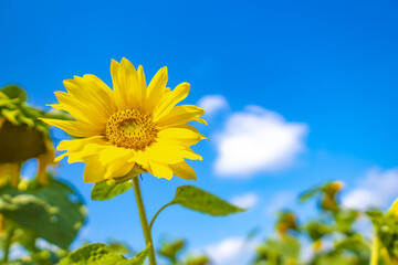 Sunflower natural background. Sunflower blooming. Close-up of sunflower. Sunflowers symbolize...