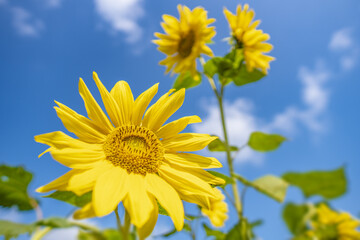 Landscape Of Sunflower fields And blue Sky clouds Background.Sunflower fields landscapes on a bright sunny day with patterns formed in natural background.