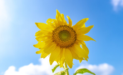 Sunflower natural background. Sunflower blooming. Close-up of sunflower. Sunflowers symbolize...