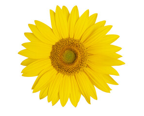 Sunflower close up isolated on white background