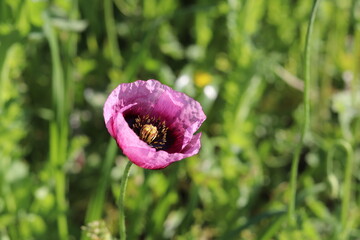 Natural poppy flower plant, garden photography © Martha