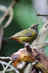 yellow headed woodpecker